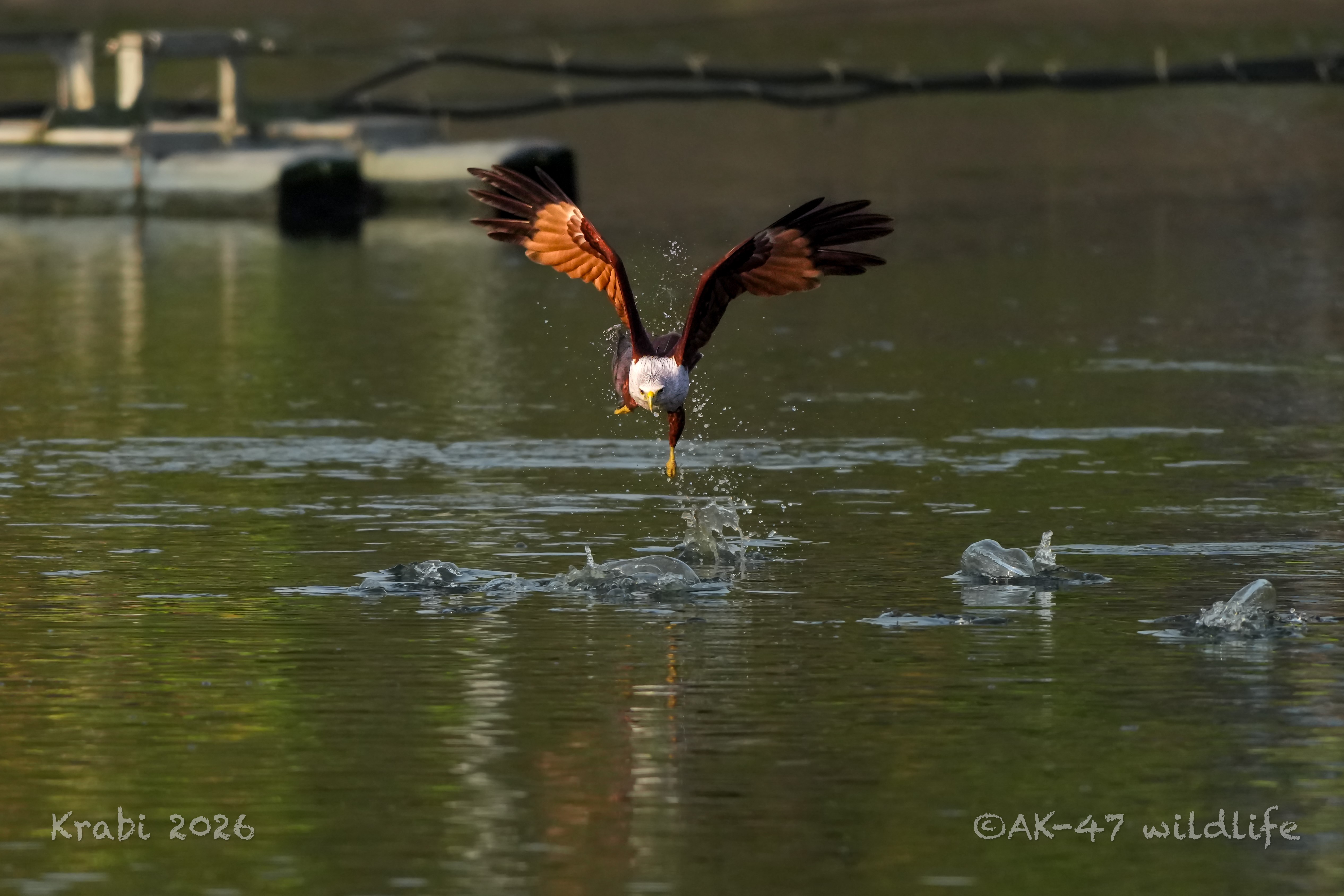 Krabi Overseas Workshop, Jan 2026
